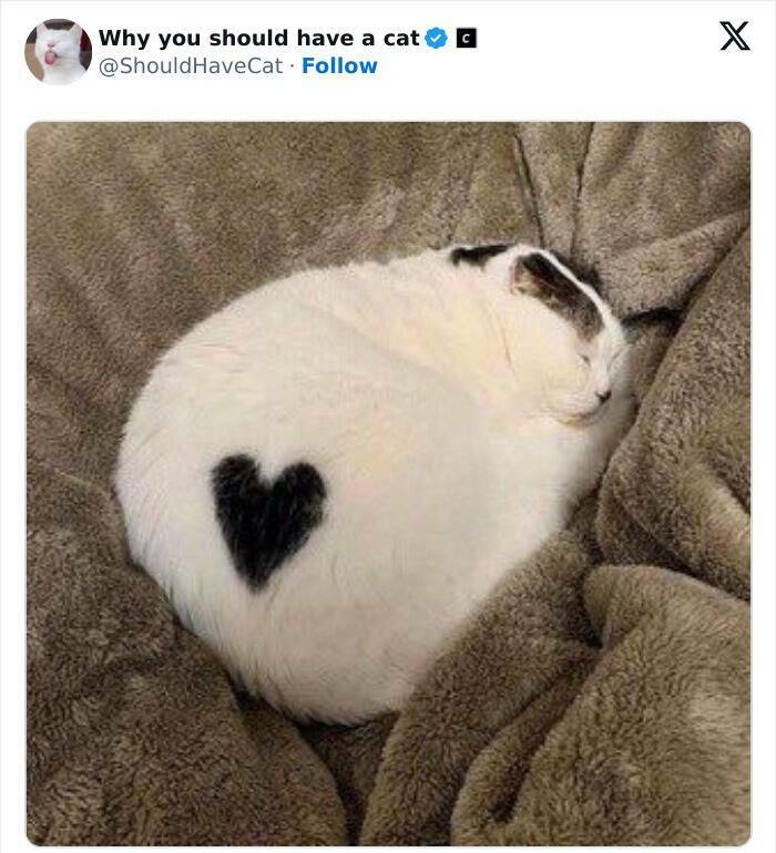 Feline Bliss: Compelling Reasons To Welcome A Cat Into Your Life