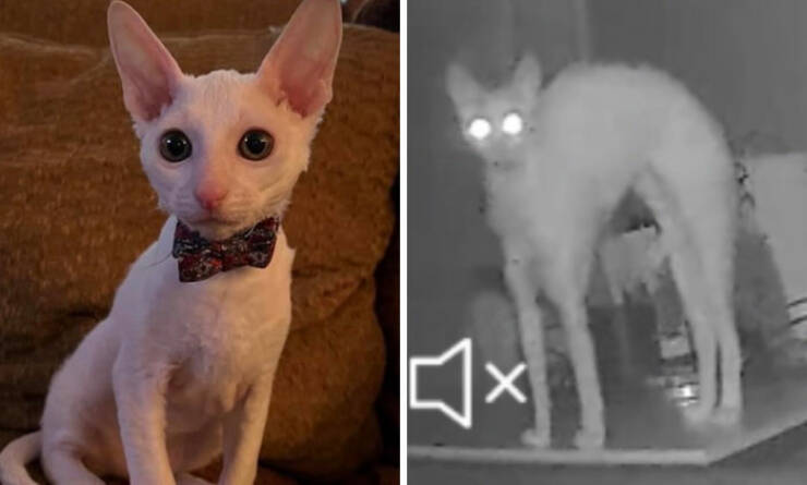 Pets Going From Angels To Little Devils