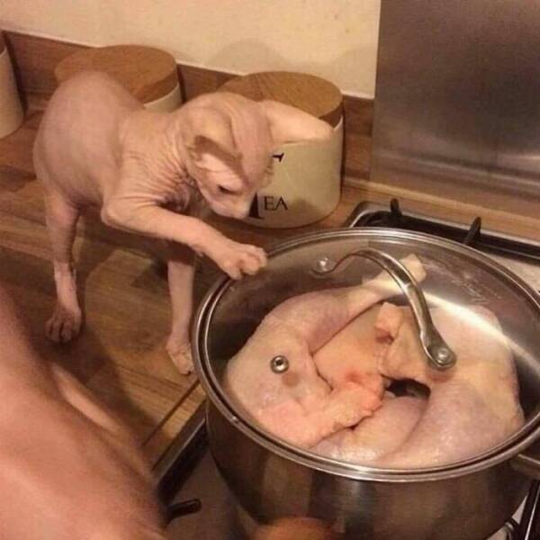 Embrace The Bizarre: Cursed Pics To Spice Up Your Day Embrace The Bizarre: Cursed Pics To Spice Up Your Day