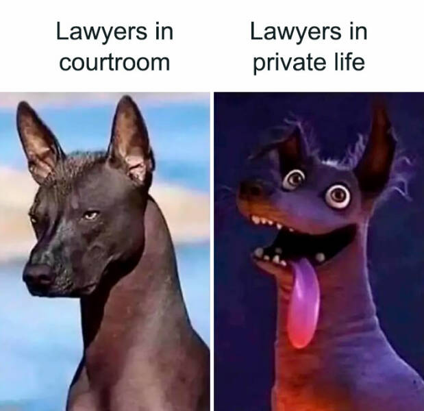 Legal Laughs: Hilarious Memes Exposing Lawyer Issues
