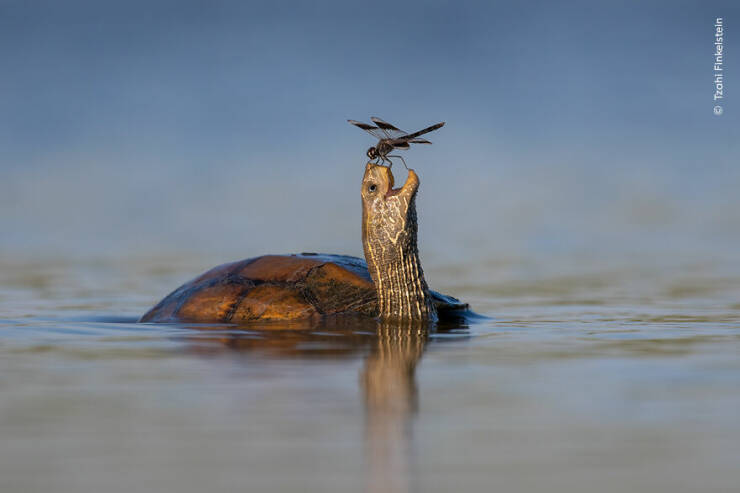 Crowds Choice: Wildlife Photographer Of The Year Unveils Stunning Images