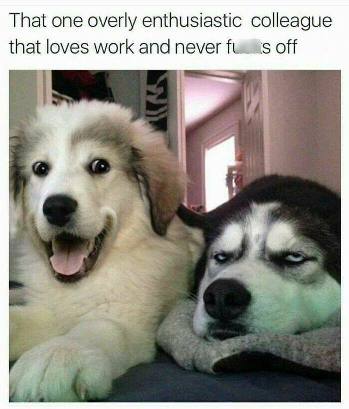 Desk Jockey Humor: Laughing Through The Daily Grind With Memes