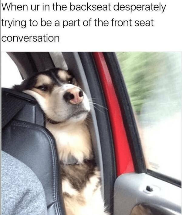 Furry Funnies: Endearing Animal Memes That Brighten Any Day