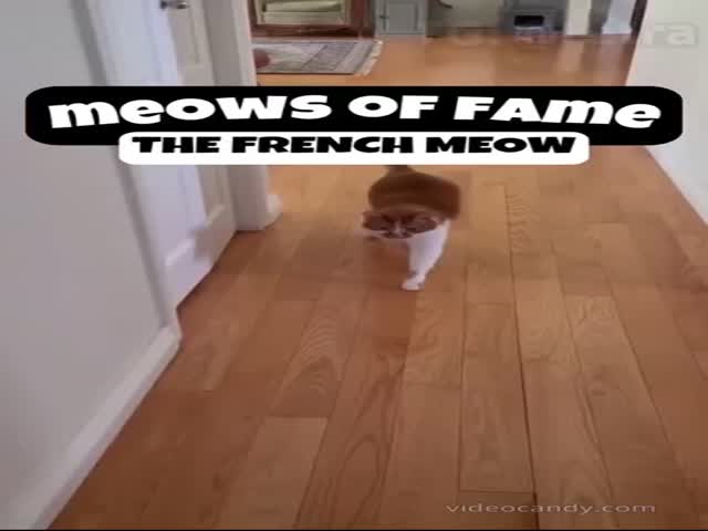 Different Types Of Meows