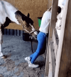 No Rules, Just Paws: GIFs Of Animals Doing Their Own Thing