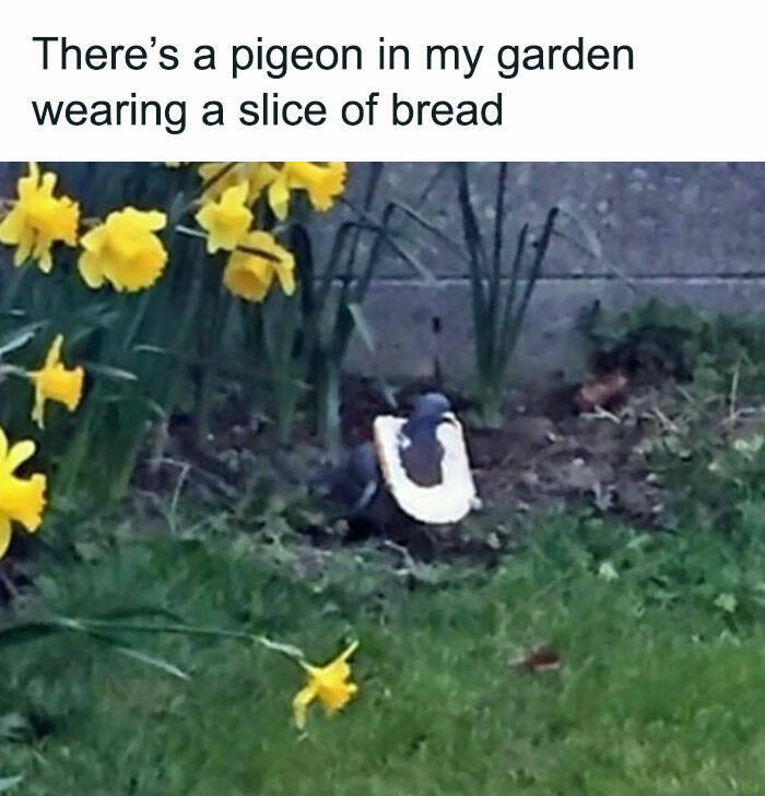 Chirp-worthy Chuckles: The Best Bird Memes For A Smile