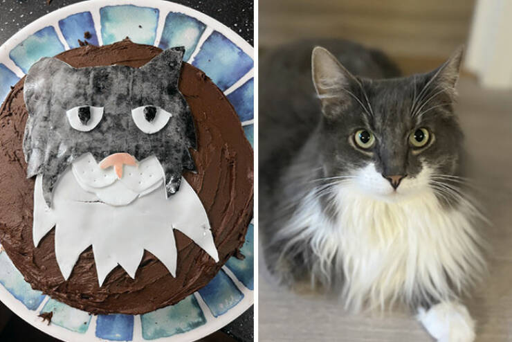 Baking Blunders: When Cake Dreams Crumble In the Oven