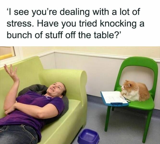 Feline Funnies: Adorable Cat Memes For Instant Smiles