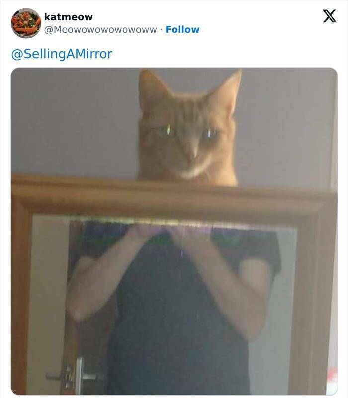 Reflections Of Hilarity: The Absurd World Of Mirror Sales