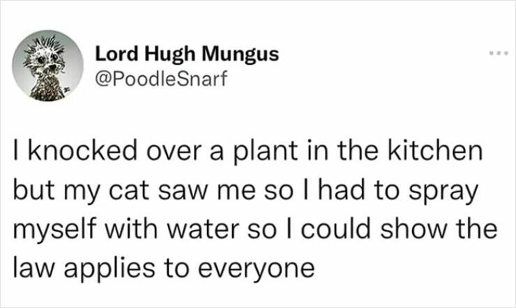 Purr-fectly Hilarious: Cat Memes That Will Make Your Day