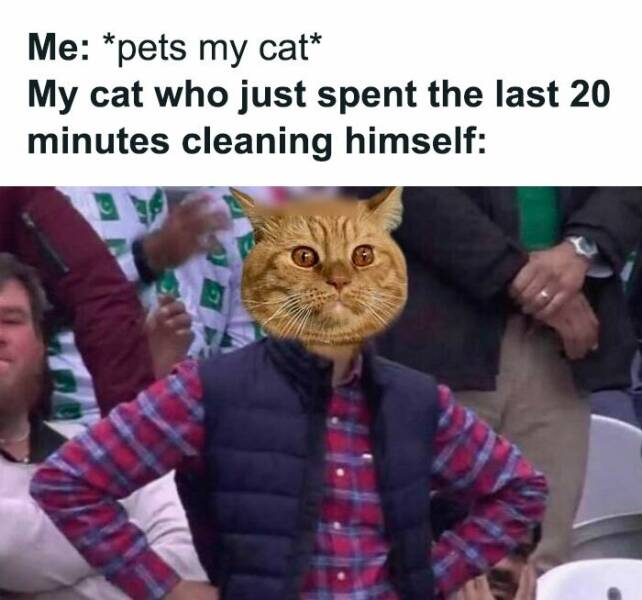 Purr-fectly Hilarious: Cat Memes That Will Make Your Day