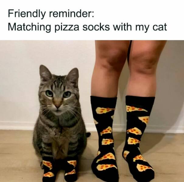 Purr-fectly Hilarious: Cat Memes That Will Make Your Day