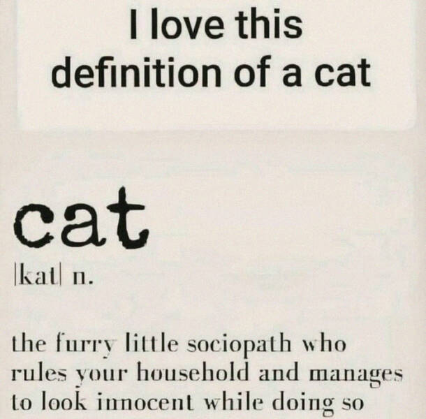 Purr-fectly Hilarious: Cat Memes That Will Make Your Day