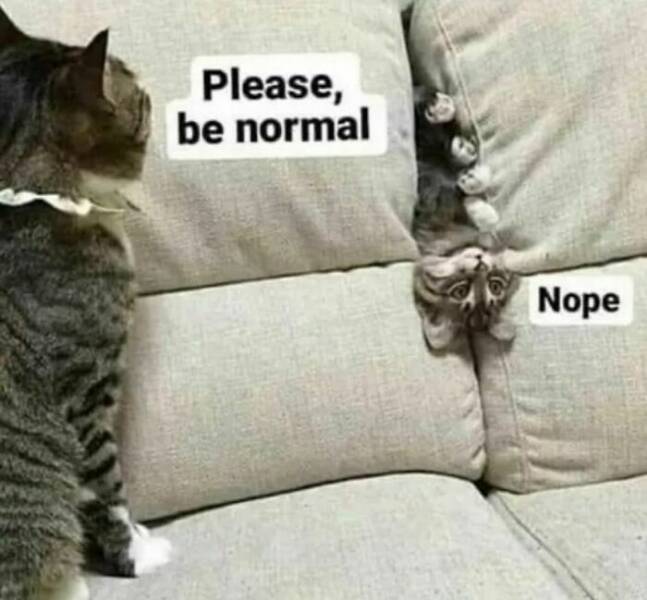Purr-fectly Hilarious: Cat Memes That Will Make Your Day
