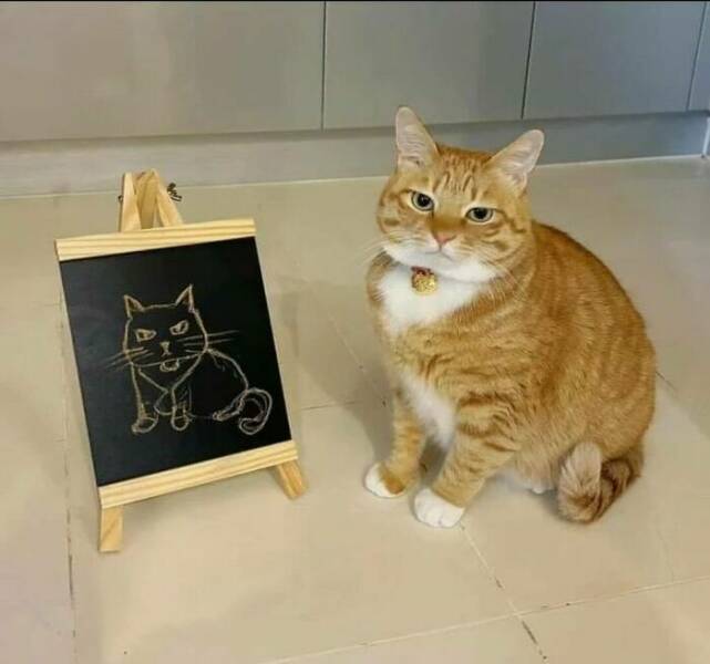 Purr-fectly Hilarious: Cat Memes That Will Make Your Day