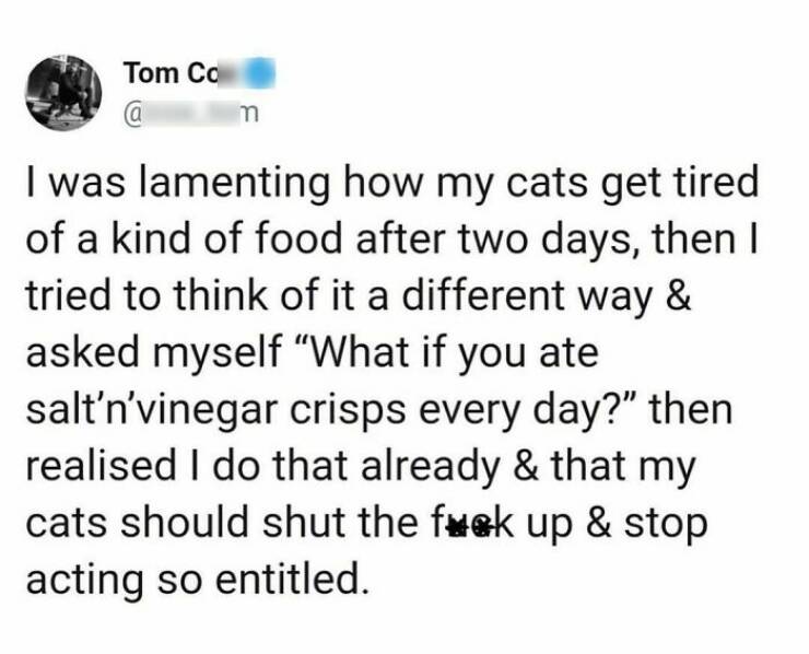 Purr-fectly Hilarious: Cat Memes That Will Make Your Day