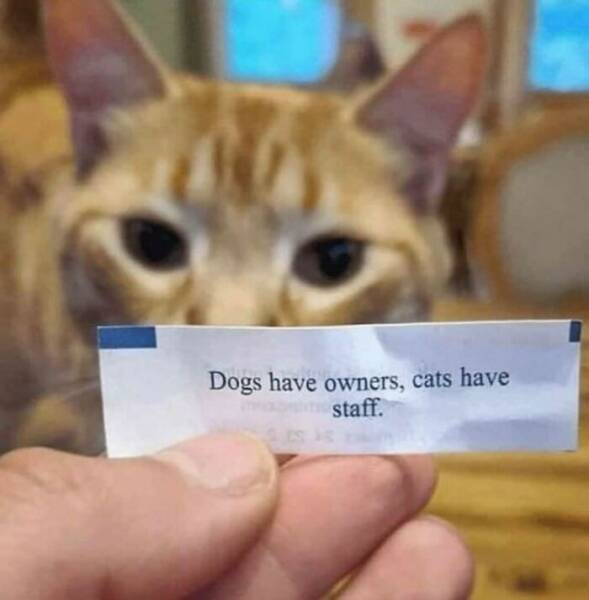 Purr-fectly Hilarious: Cat Memes That Will Make Your Day