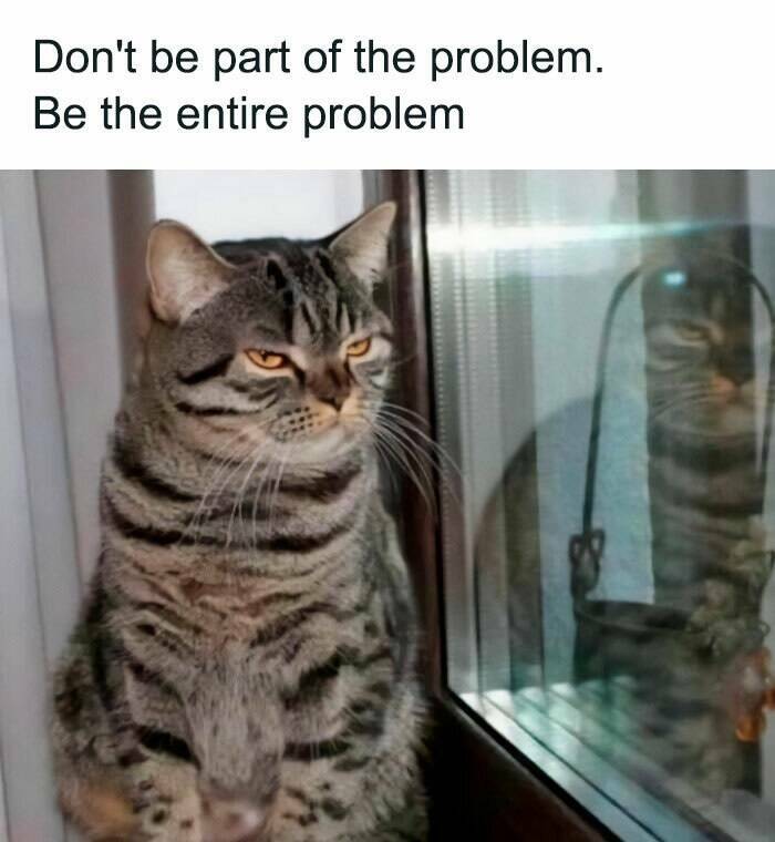 Purr-fectly Hilarious: Cat Memes That Will Make Your Day