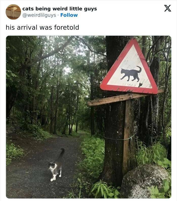 Purr-fectly Hilarious: Cat Memes That Will Make Your Day