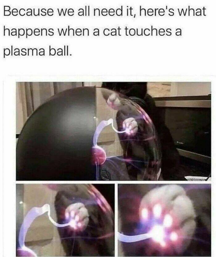 Purr-fectly Hilarious: Cat Memes That Will Make Your Day