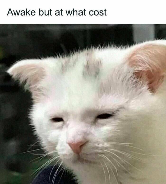 Purr-fectly Hilarious: Cat Memes That Will Make Your Day