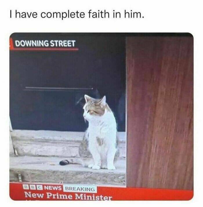 Purr-fectly Hilarious: Cat Memes That Will Make Your Day