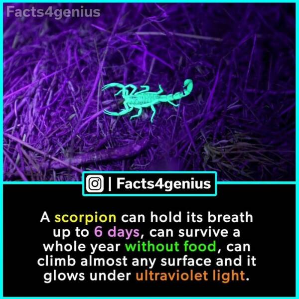 Fascinating Facts Galore: A Diverse Dive Into The Most Interesting Trivia