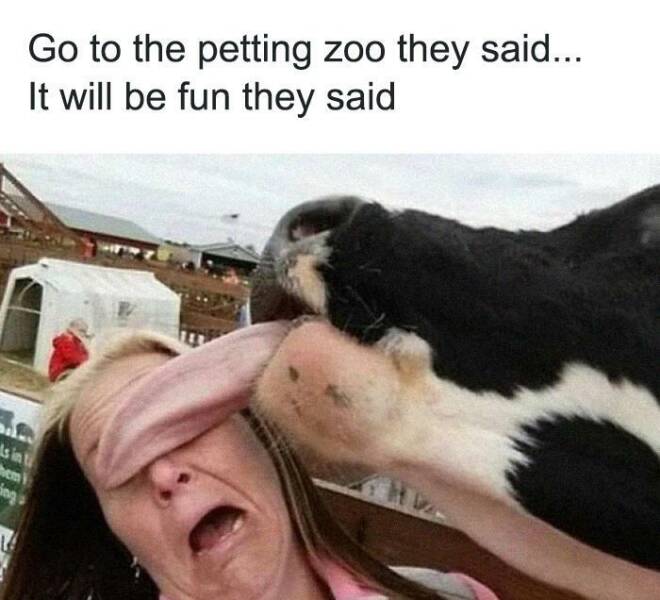 Laughing With The Animal Kingdom: Hilarious And Heartwarming Memes