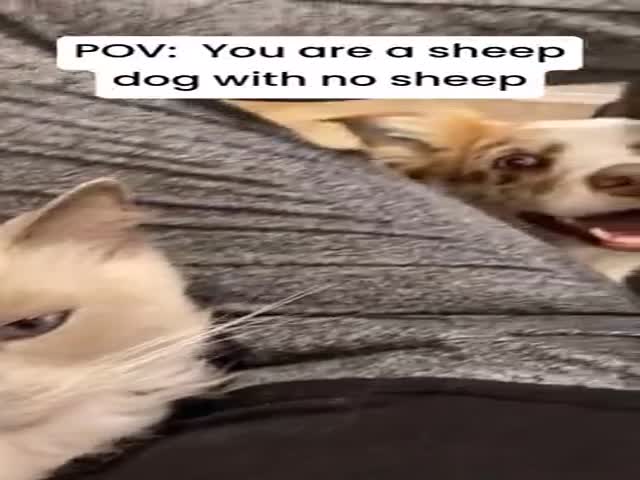 If You Dont Give A Shepherds Dog Sheep, It Will Start Herding The Cat
