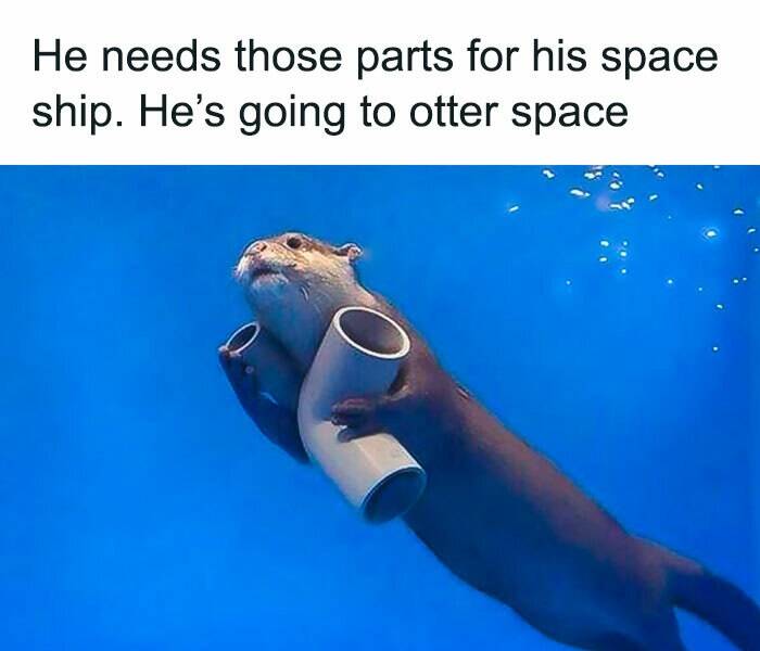 Zoo Of Laughs: Hilarious Animal Memes For An Instant Smile