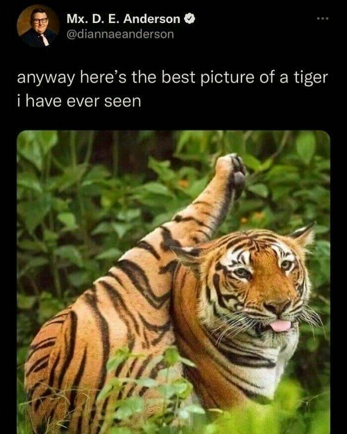 Zoo Of Laughs: Hilarious Animal Memes For An Instant Smile