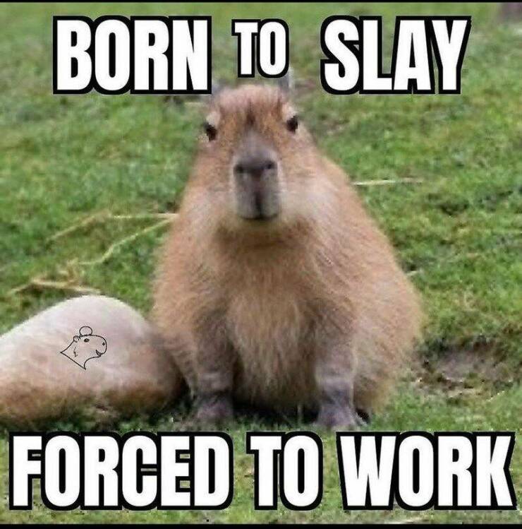 Cute Capybara Comedy