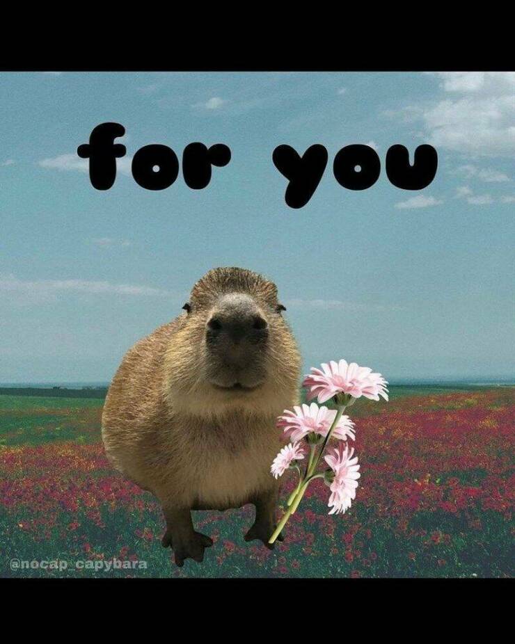 Cute Capybara Comedy