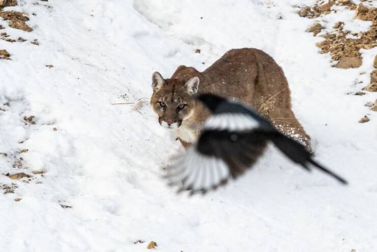 Wildlife Photos That Embrace Their Awkwardness