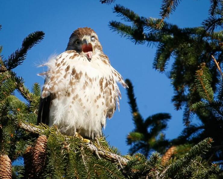 Wildlife Photos That Embrace Their Awkwardness