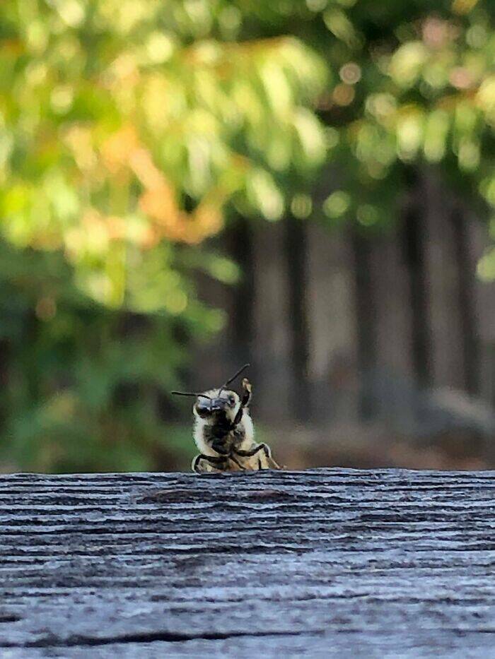 Wildlife Photos That Embrace Their Awkwardness