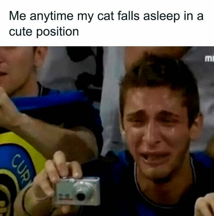 A Collection Of Laugh-Out-Loud Cat Memes
