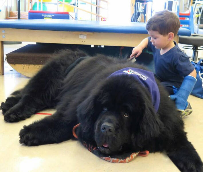 Gentle Giants Unleashed: Massive Dogs Living Large And Loving It