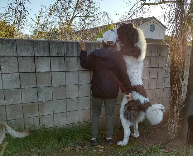 Gentle Giants Unleashed: Massive Dogs Living Large And Loving It