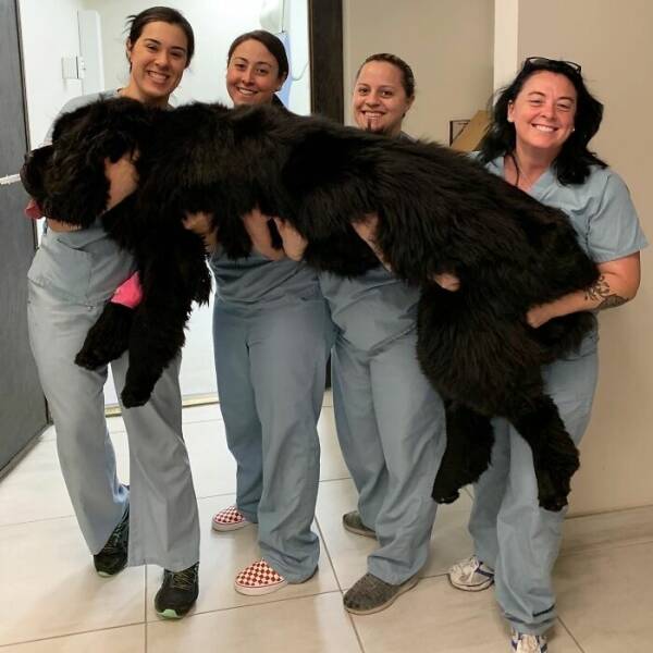 Gentle Giants Unleashed: Massive Dogs Living Large And Loving It