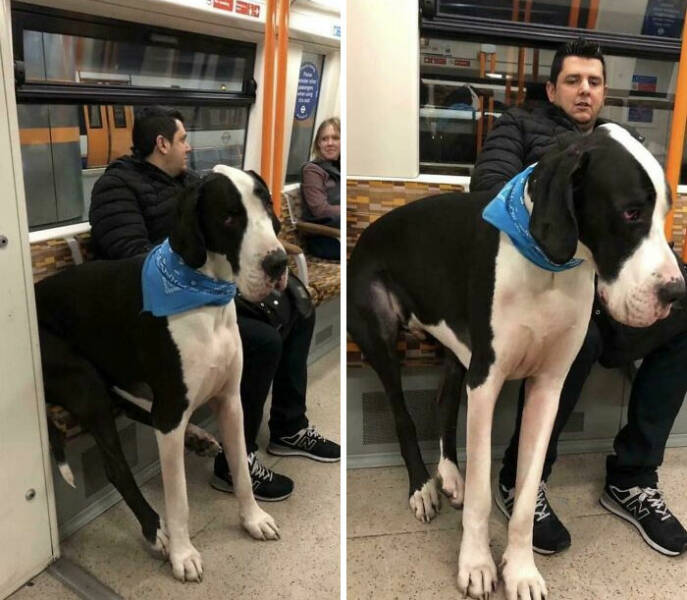 Gentle Giants Unleashed: Massive Dogs Living Large And Loving It