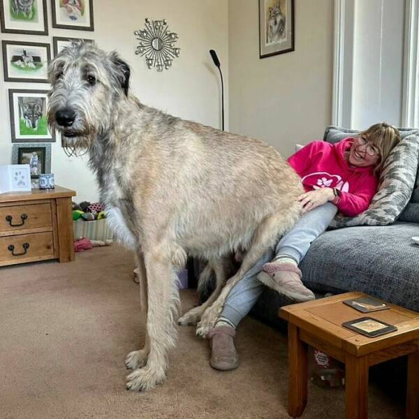 Gentle Giants Unleashed: Massive Dogs Living Large And Loving It