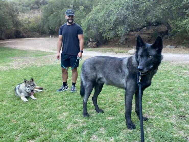 Gentle Giants Unleashed: Massive Dogs Living Large And Loving It