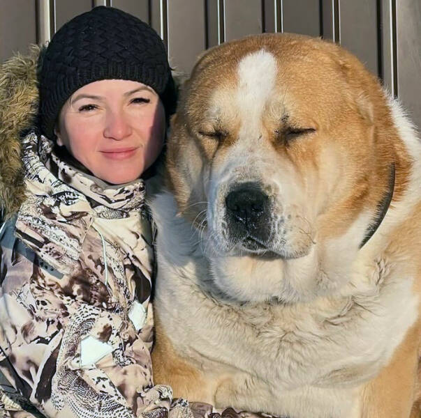 Gentle Giants Unleashed: Massive Dogs Living Large And Loving It