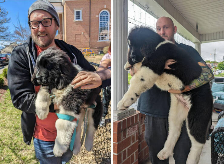 Gentle Giants Unleashed: Massive Dogs Living Large And Loving It