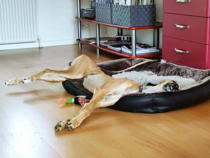 Gentle Giants Unleashed: Massive Dogs Living Large And Loving It