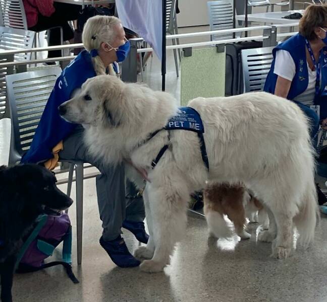 Gentle Giants Unleashed: Massive Dogs Living Large And Loving It