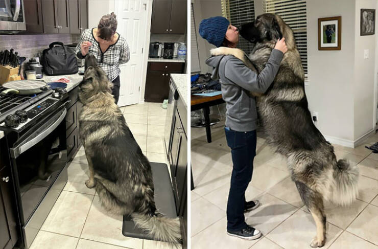 Gentle Giants Unleashed: Massive Dogs Living Large And Loving It