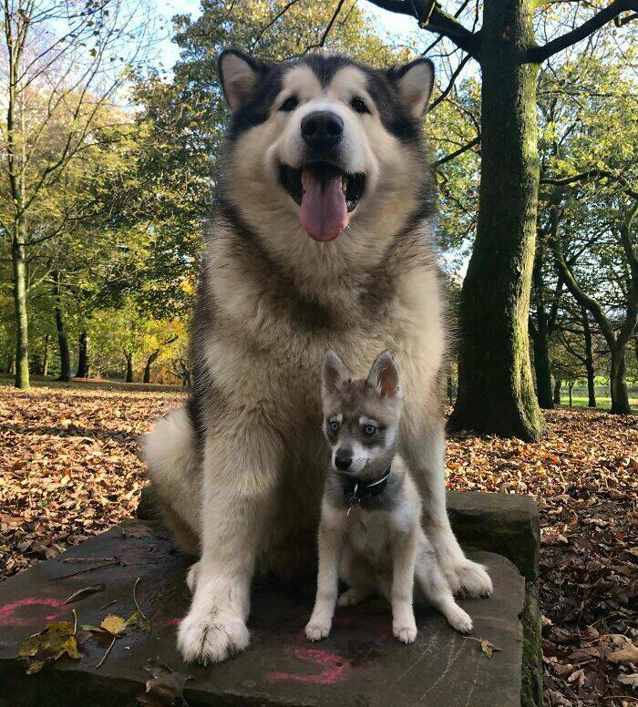 Gentle Giants Unleashed: Massive Dogs Living Large And Loving It