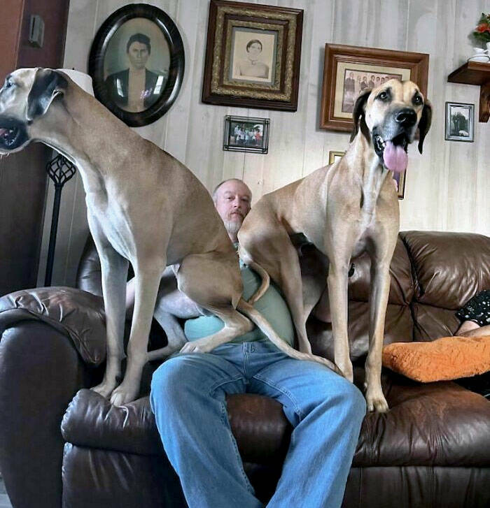 Gentle Giants Unleashed: Massive Dogs Living Large And Loving It